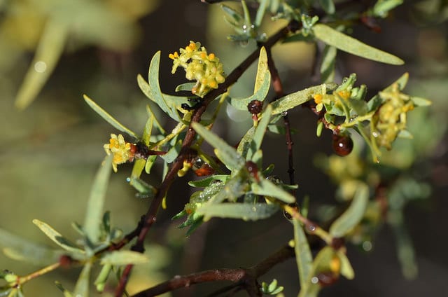 Pimelea microcephala