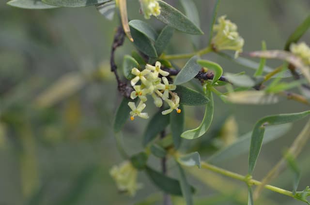 Pimelea microcephala