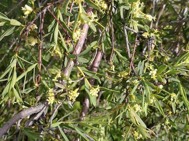Pimelea microcephala
