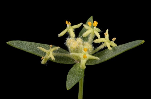 Pimelea microcephala