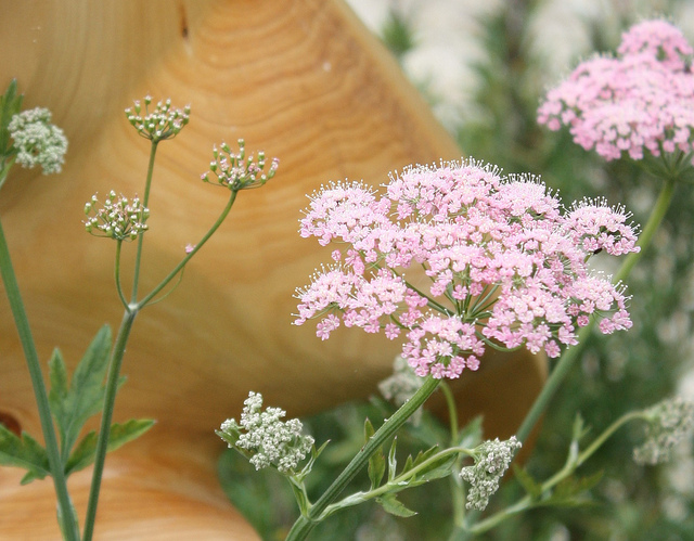 Grand boucage (Pimpinella major)