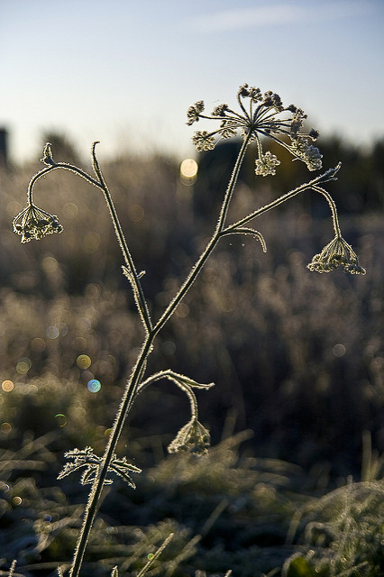 Boucage saxifrage