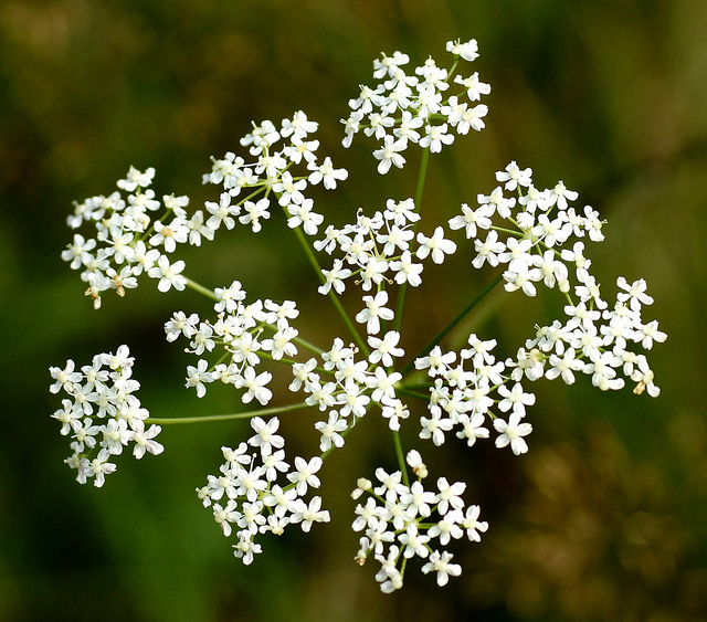 Boucage saxifrage