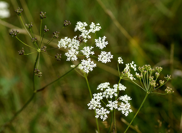 Boucage saxifrage
