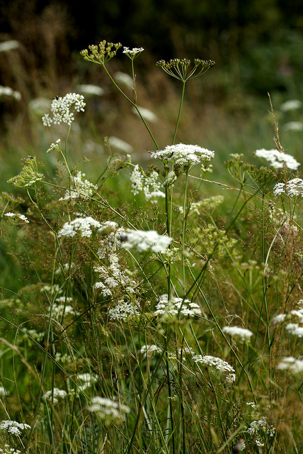 Boucage saxifrage