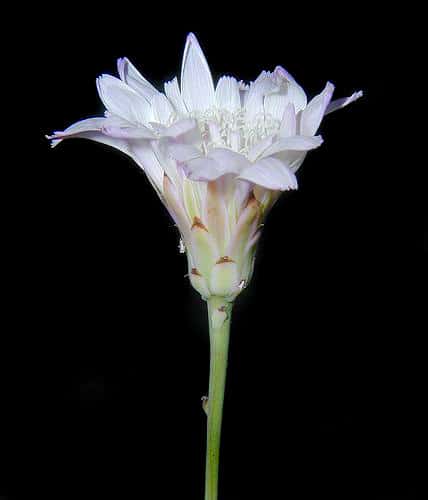 Pinaropappus roseus