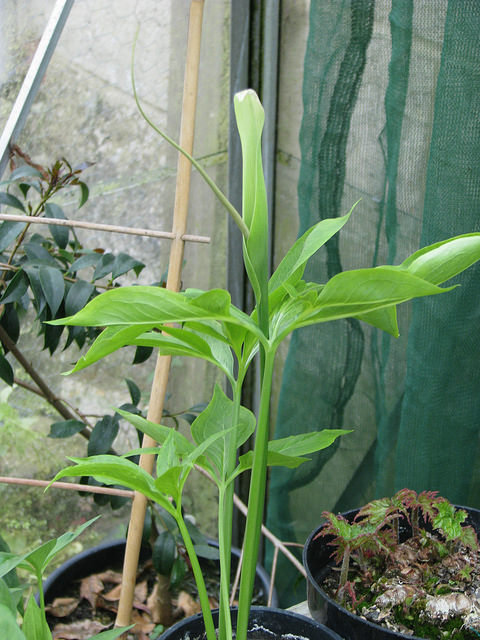 Pinellia pedatisecta