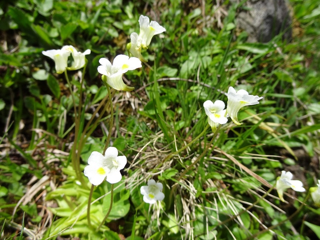Grassette des alpes (Pinguicula alpina)