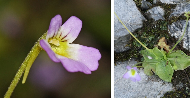 Grassette cristalline (Pinguicula crystallina)