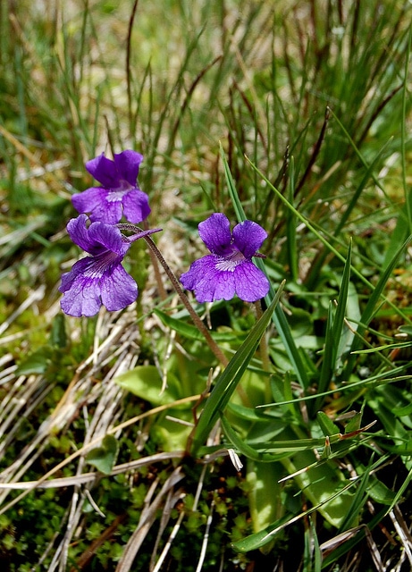Grassette à grandes fleurs