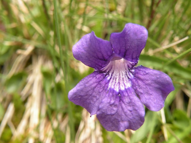 Grassette à grandes fleurs