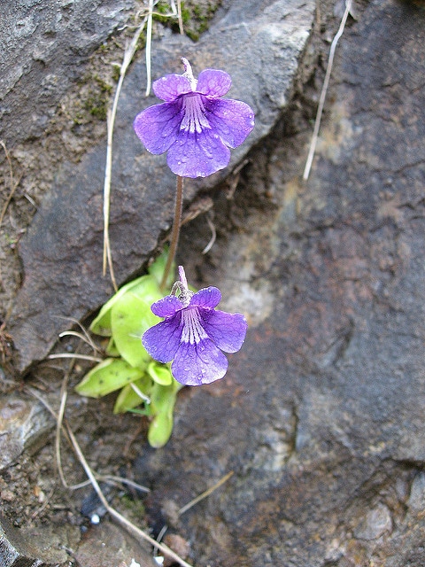 Grassette à grandes fleurs