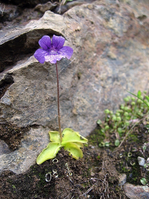 Grassette à grandes fleurs