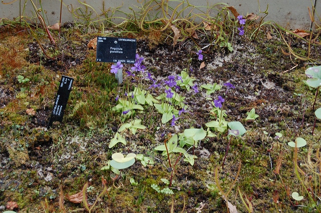 Grassette à grandes fleurs