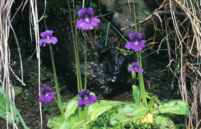 Grassette à grandes fleurs (Pinguicula grandiflora)