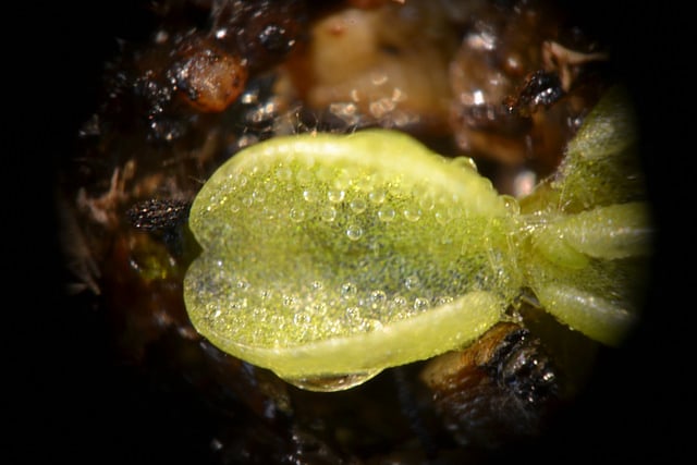 Grassette du portugal (Pinguicula lusitanica)