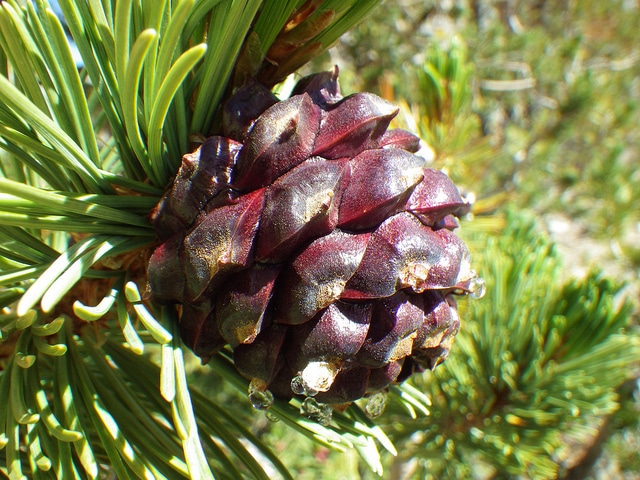 Pin à écorce blanche
