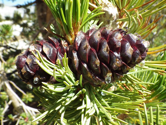 Pin à écorce blanche