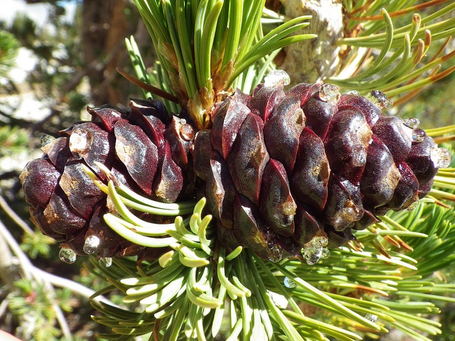 Pin à écorce blanche