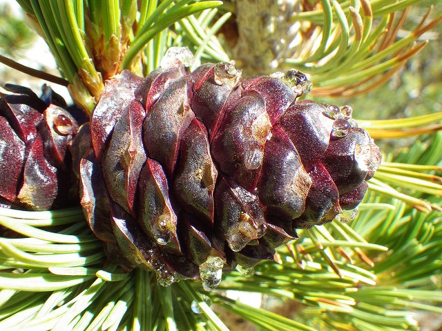 Pin à écorce blanche