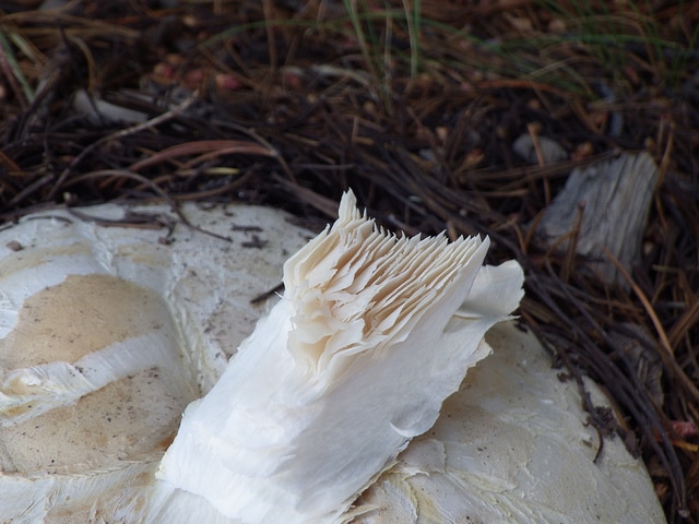 Pin à écorce blanche (Pinus albicaulis)