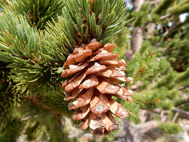 Pin aristé