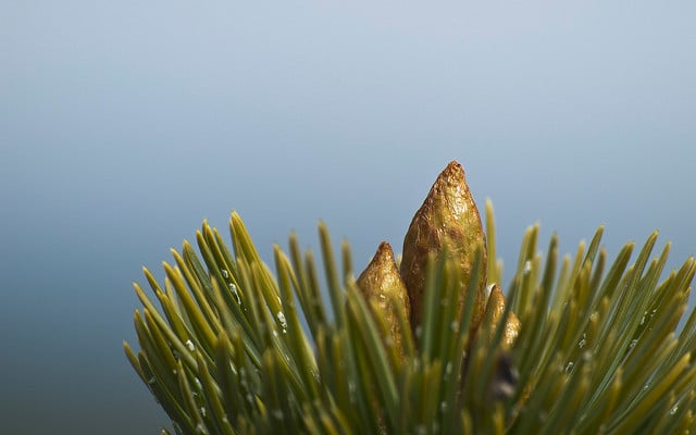 Pin aristé
