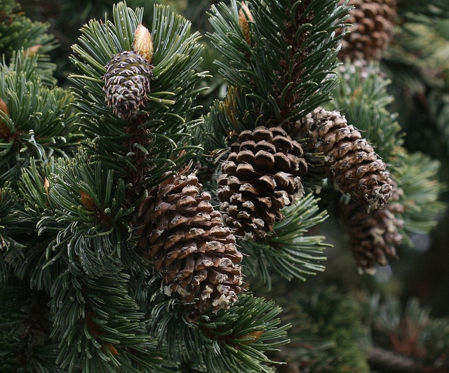 Pin aristé