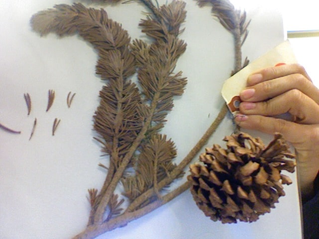 Pin aristé (Pinus aristata)