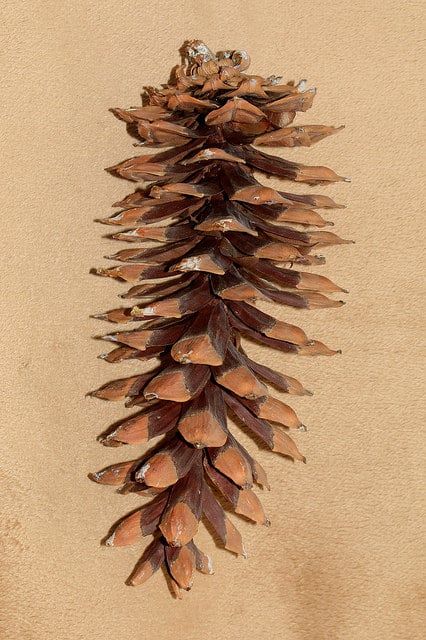 Pinus ayacahuite