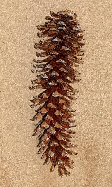Pinus ayacahuite