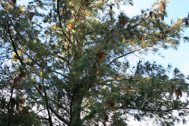 Pinus ayacahuite