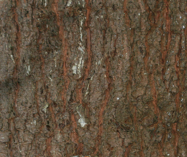 Pinus ayacahuite