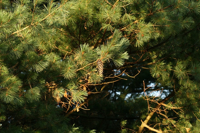 Pinus ayacahuite