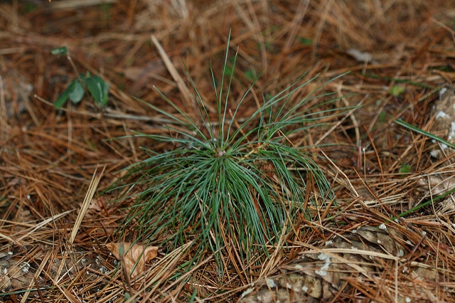 Pinus ayacahuite