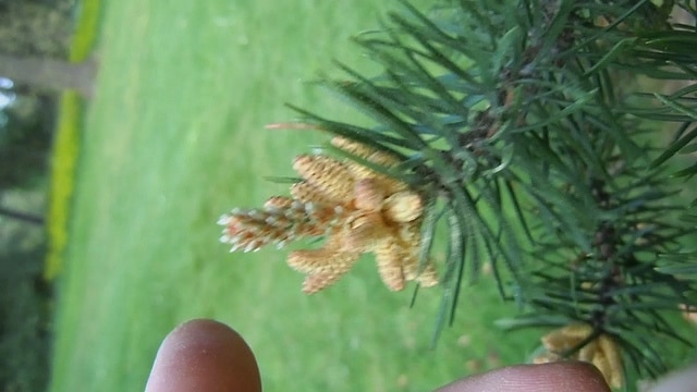 Pin gris (Pinus banksiana)