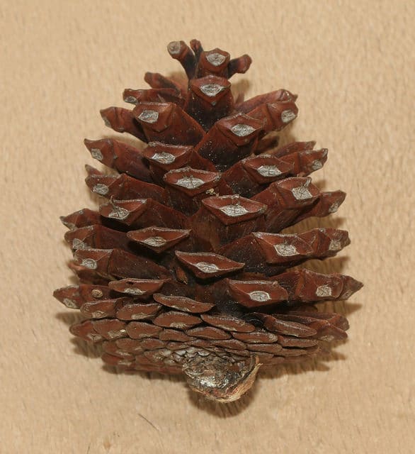 Calabrian pine