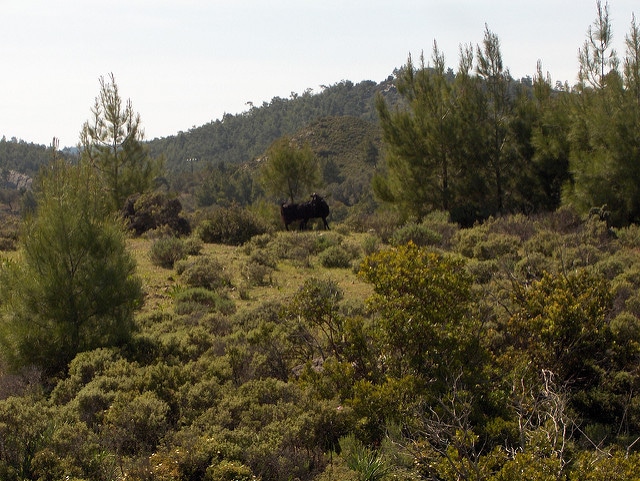 Calabrian pine