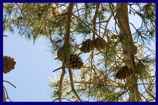 Calabrian pine