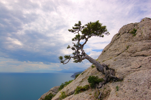 Calabrian pine
