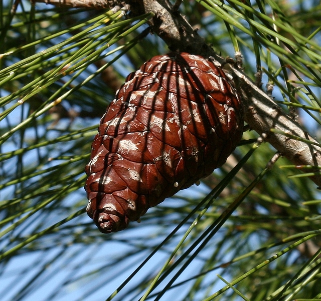 Calabrian pine