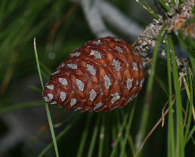 Calabrian pine (Pinus brutia)
