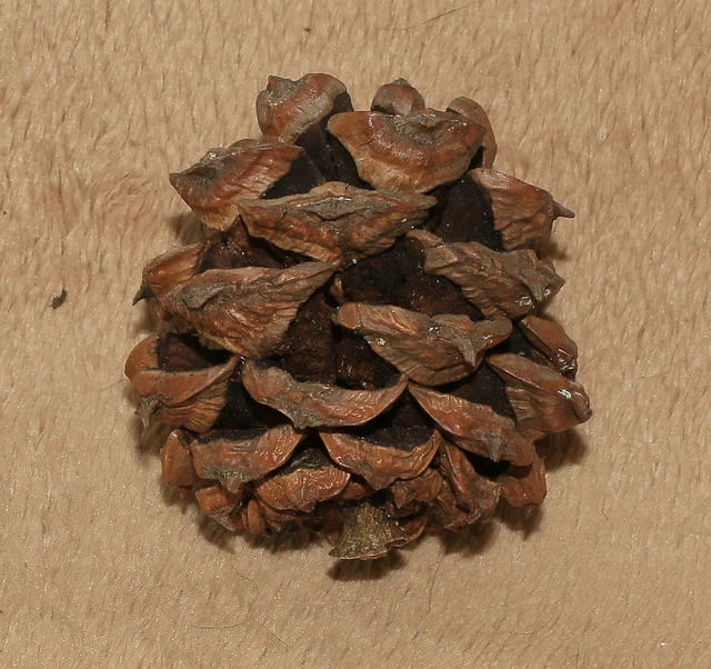 Pin napoléon