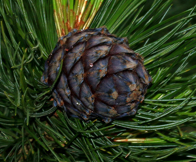 Pin cembro (Pinus cembra)