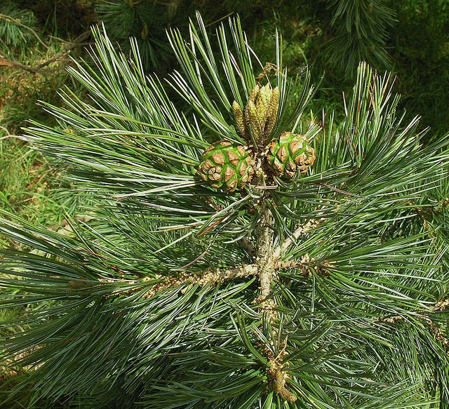 Pinus cembroides