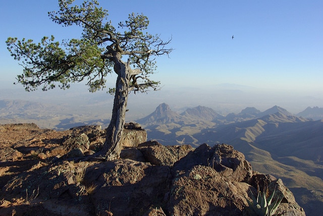 Pinus cembroides