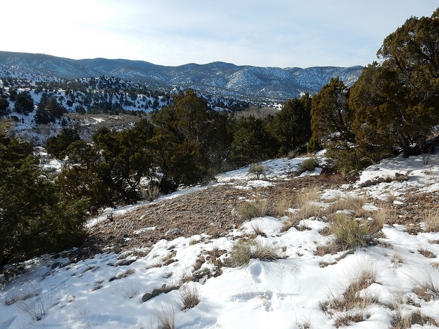 Pinus cembroides