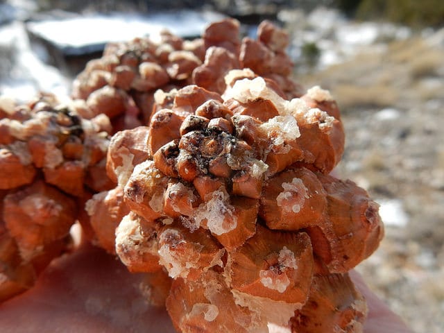 Pinus cembroides