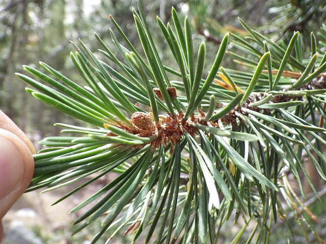 Pin tordu (Pinus contorta)