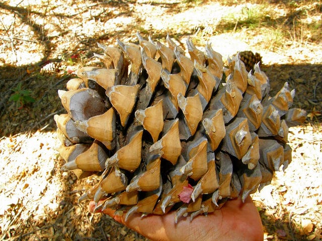 Pin à gros cônes